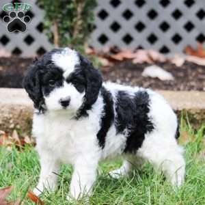 Sarah, Cavapoo Puppy