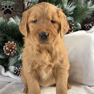 Honey, Golden Retriever Puppy