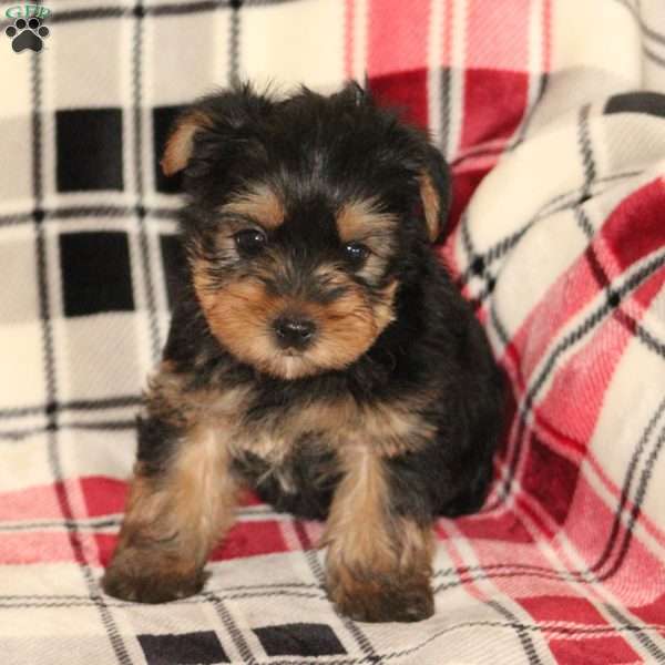 Cooper, Yorkie Puppy