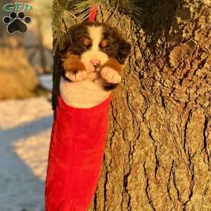 Bailey, Bernese Mountain Dog Puppy