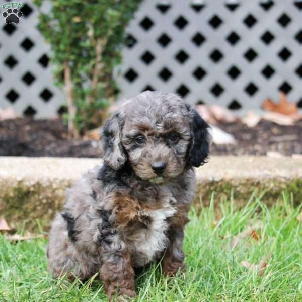 Savannah, Cavapoo Puppy