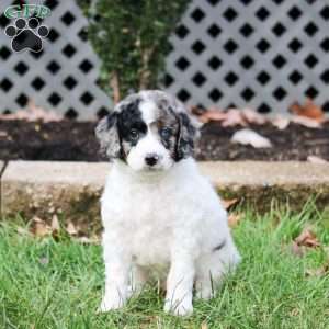 Scarlette, Cavapoo Puppy