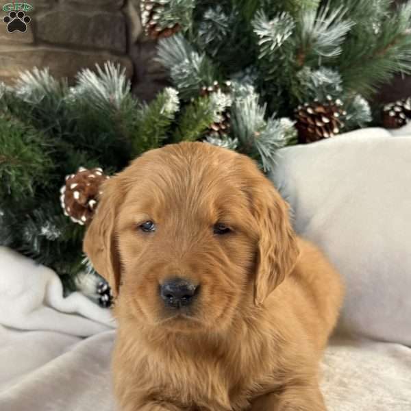 Honey, Golden Retriever Puppy