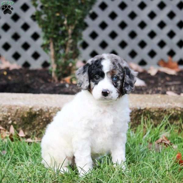 Scarlette, Cavapoo Puppy