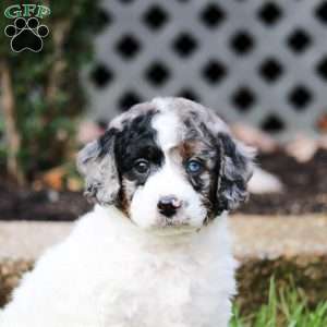 Scarlette, Cavapoo Puppy