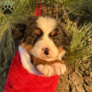Bella, Bernese Mountain Dog Puppy