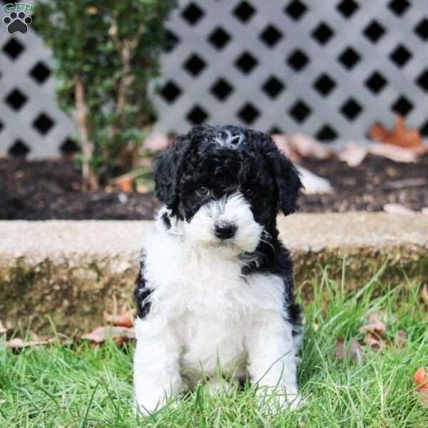 Shelly, Cavapoo Puppy