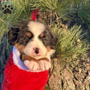 Bella, Bernese Mountain Dog Puppy