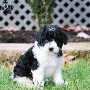 Shelly, Cavapoo Puppy