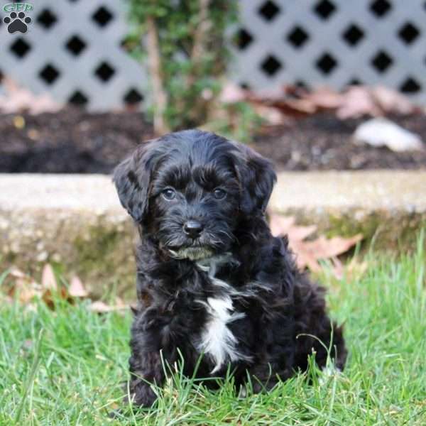Silas, Cavapoo Puppy