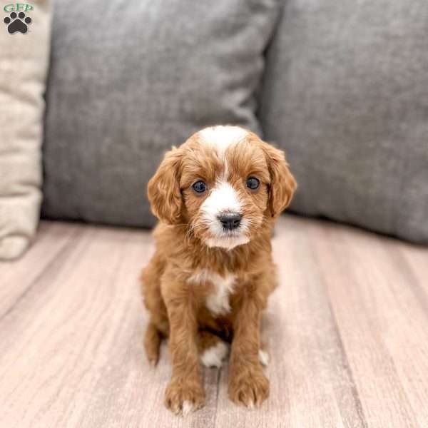 Vixen, Cavapoo Puppy