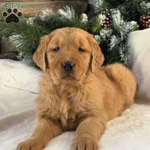 Honey, Golden Retriever Puppy