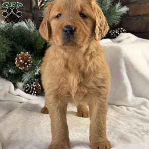 Honey, Golden Retriever Puppy