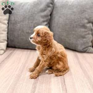 Vixen, Cavapoo Puppy