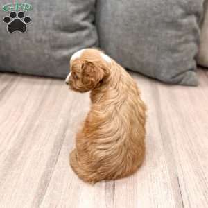 Vixen, Cavapoo Puppy