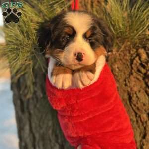 Bella, Bernese Mountain Dog Puppy