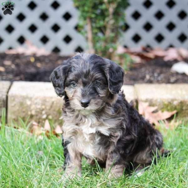 Spike, Cavapoo Puppy