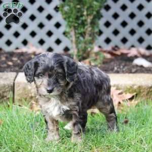 Spike, Cavapoo Puppy