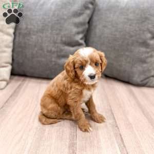 Vixen, Cavapoo Puppy