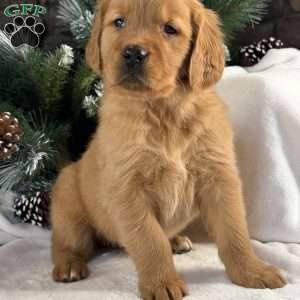 Kira, Golden Retriever Puppy