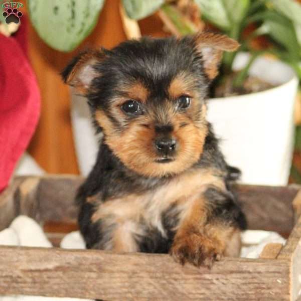 Cowboy, Yorkie Puppy