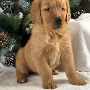 Kira, Golden Retriever Puppy