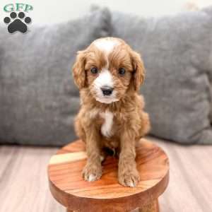 Vixen, Cavapoo Puppy