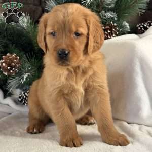 Kira, Golden Retriever Puppy
