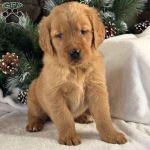 Kira, Golden Retriever Puppy