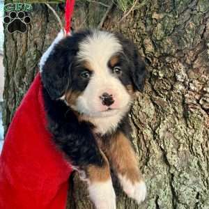 Bruno, Bernese Mountain Dog Puppy