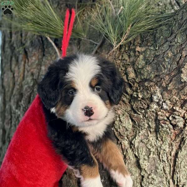 Bruno, Bernese Mountain Dog Puppy