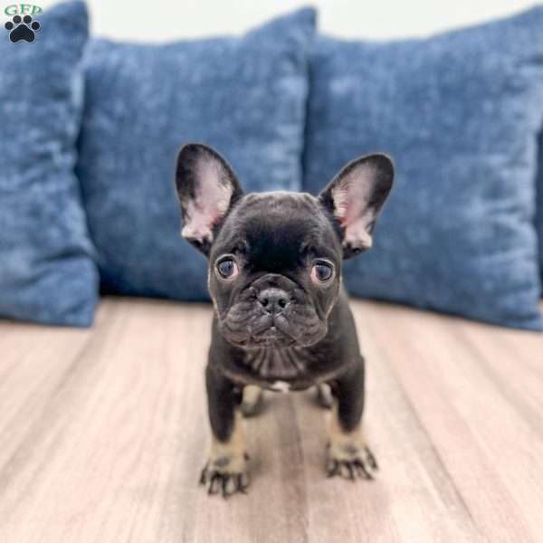 Bella, French Bulldog Puppy