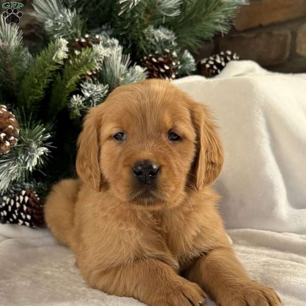 Kira, Golden Retriever Puppy