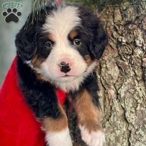 Bruno, Bernese Mountain Dog Puppy