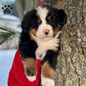 Bentley, Bernese Mountain Dog Puppy