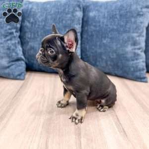 Bella, French Bulldog Puppy