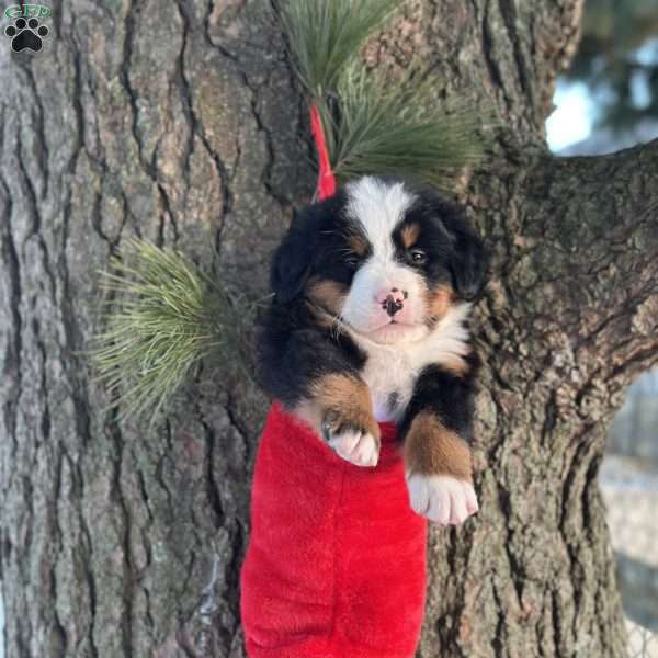 Bentley, Bernese Mountain Dog Puppy