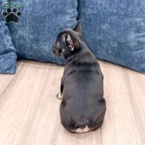 Bella, French Bulldog Puppy