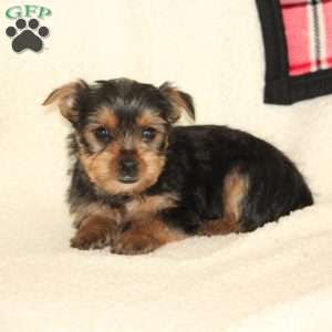 Chipper, Yorkie Puppy