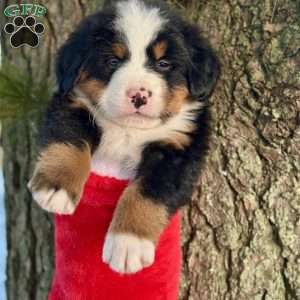 Bentley, Bernese Mountain Dog Puppy