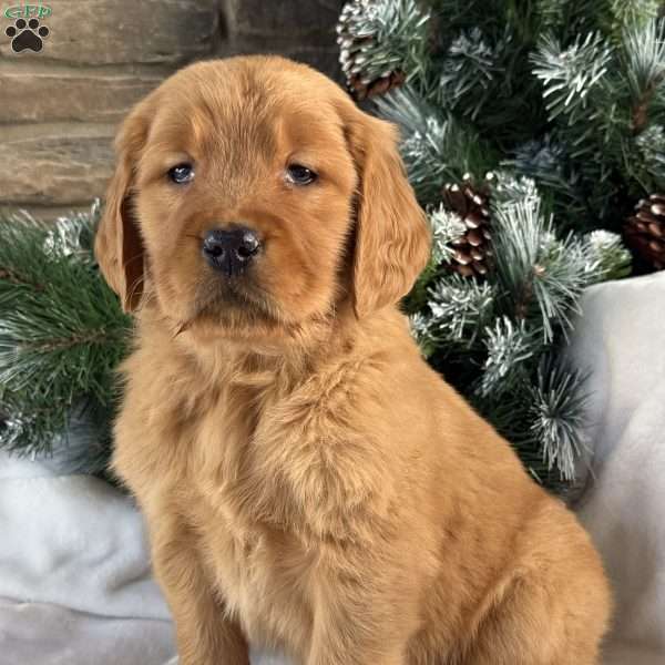 Lucy, Golden Retriever Puppy