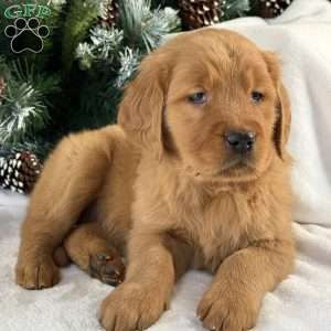 Lucy, Golden Retriever Puppy