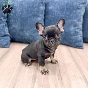 Bella, French Bulldog Puppy