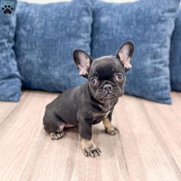 Bella, French Bulldog Puppy