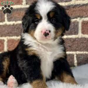 Bentley, Bernese Mountain Dog Puppy