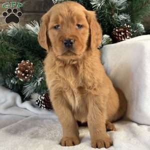 Lucy, Golden Retriever Puppy