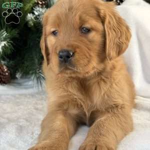 Lucy, Golden Retriever Puppy