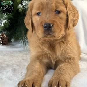 Lucy, Golden Retriever Puppy