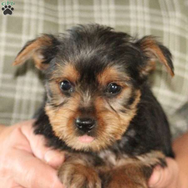 Chipper, Yorkie Puppy