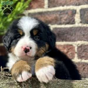 Bentley, Bernese Mountain Dog Puppy
